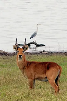 Puku: Puku - with Grey Heron (Ardea cinerea) in background