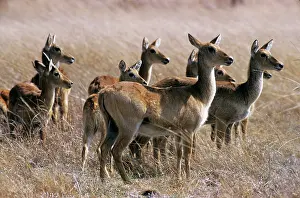 R M Bloomfield: Puku - group of puku females