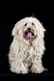Alsatian: Puli