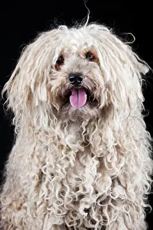Alsatian: Puli