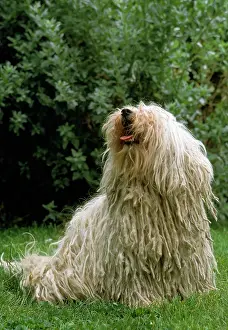 Pulis: PULI DOG - Hungarian Sheep Dog