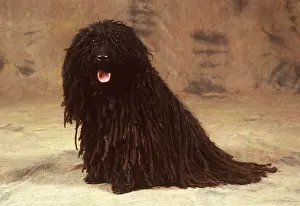 Coats: Puli / Hungarian sheep DOG - sitting in studio