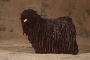 Coats: Puli / Hungarian Sheep DOG - standing side on, panting