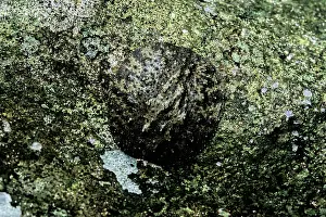 Slugs: Pulmonate Slug