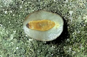 Slugs: Pulmonate Slug