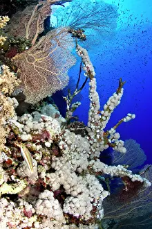 Fuscescens: Puls Coral