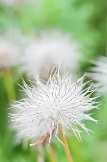 Pasque: Pulsatilla pratensis, Pasque flower, White, Green, Perennial