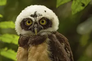 Owls: Pulsatrix perspicillata, costarica