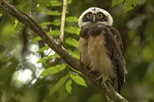 Owls: Pulsatrix perspicillata, costarica