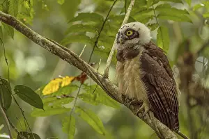 Owls: Pulsatrix perspicillata, costarica
