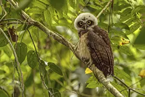 Owls: Pulsatrix perspicillata, costarica