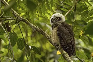 Owls: Pulsatrix perspicillata, costarica