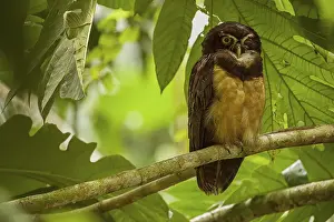 Owls: Pulsatrix perspicillata, costarica