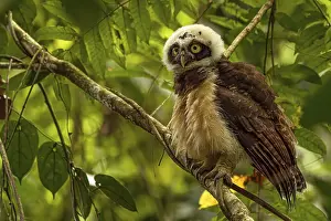 Owls: Pulsatrix perspicillata, costarica