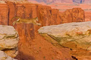 Ledge: Puma (Puma concolor) leaping on a rocky ledge, USA