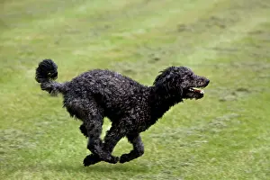 Runing: Pumi dog running in garden