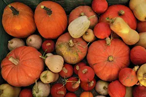 Proportion: Pumpkin