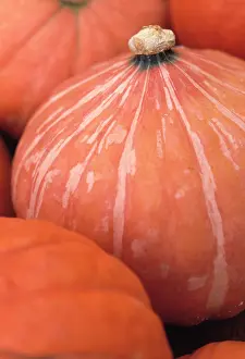 Curcubita: Pumpkin
