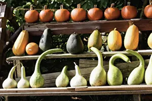 Collected: Pumpkin