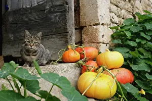 Curcubita: Pumpkin