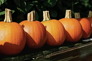 Collected: Pumpkin