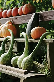 Collected: Pumpkin