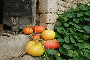 Curcubita: Pumpkin