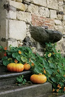 Steps: Pumpkin