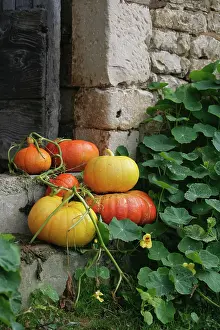 Steps: Pumpkin