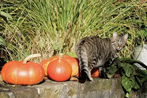 Curcubita: Pumpkin
