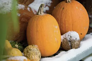 Collected: Pumpkin