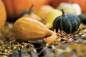 Collected: Pumpkin