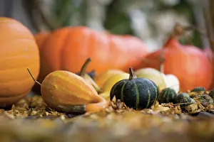 Collected: Pumpkin