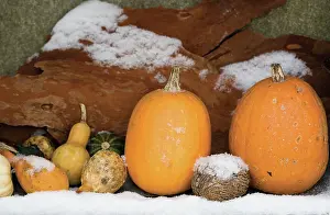 Collected: Pumpkin