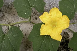 Moschata: Pumpkin