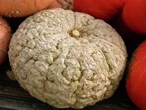 Pumpkins: Pumpkin