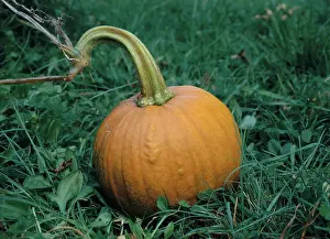 Pumpkins: Pumpkin