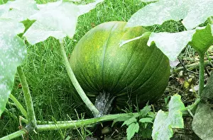 Squash: Pumpkin