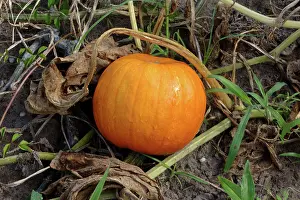 Ferry: Pumpkin