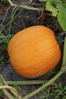 Ferry: Pumpkin