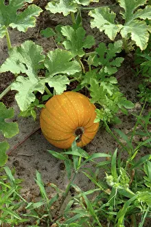 Ferry: Pumpkin