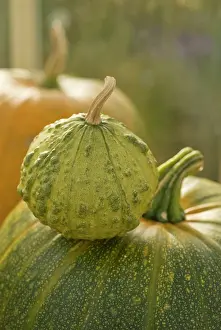 Squash: Pumpkin