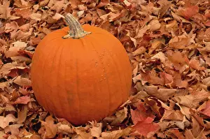 Pumpkins: Pumpkin and Autumn Leaves
