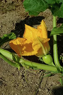 Pumpkins: Pumpkin Blossom