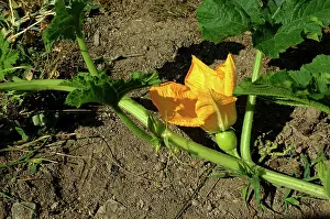 Pumpkins: Pumpkin Blossom