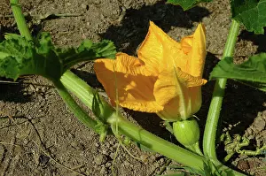 Pumpkins: Pumpkin Blossom
