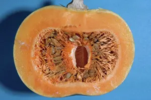 Pumpkins: Pumpkin Cross-Section