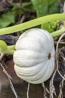 Cycle: Pumpkin, Cucurbita maxima Valenciano, fruit