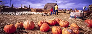 Pumpkins: Pumpkin farm - near Monterey, California USA