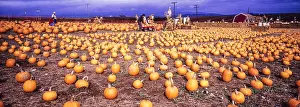 Pumpkins: Pumpkin farm - near Monterey, California USA